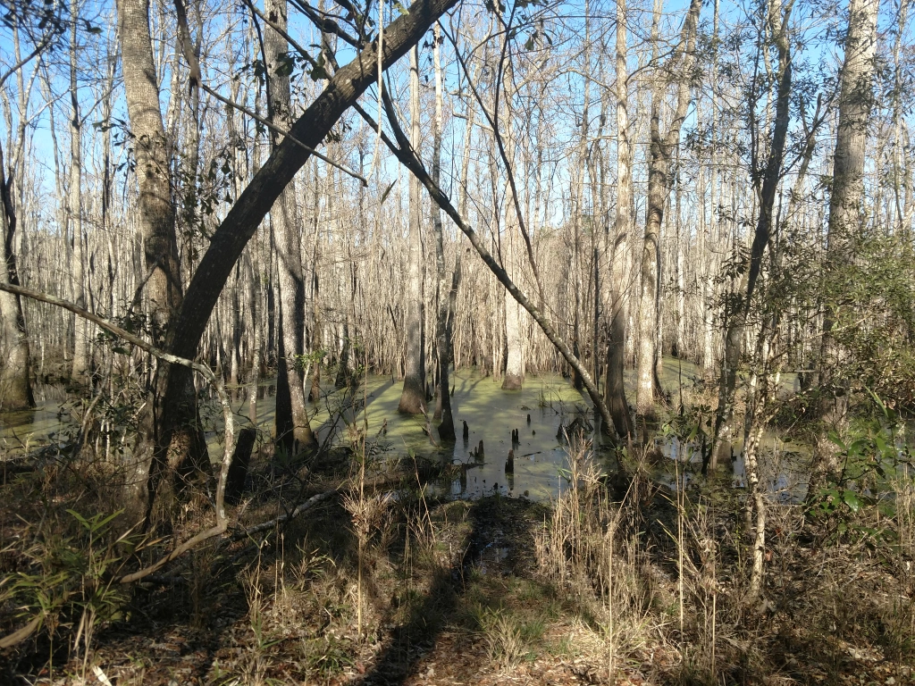 Read more about the article Dungannon Plantation Yellow Trail.                     Location: Hollywood, South Carolina.