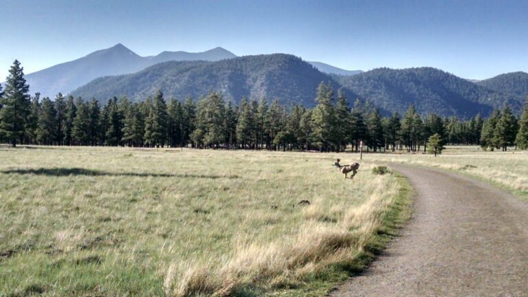 Read more about the article Buffalo Park Trail – Flagstaff, AZ