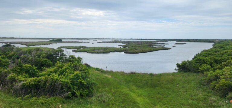 Read more about the article North Pond Wildlife Trail – Pea Island, NC