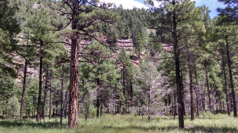 Read more about the article Sandy’s Canyon Trail – Flagstaff, AZ