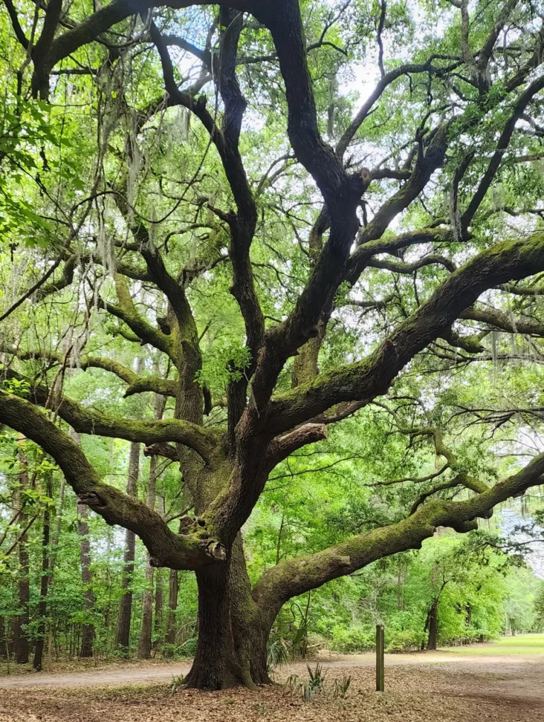 Read more about the article Johns Island County Park Yellow Trail – Johns Island, SC