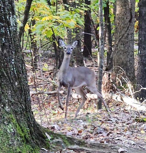 Read more about the article Environmental Trail Loop at Kennesaw National Battlefield Kennesaw, GA